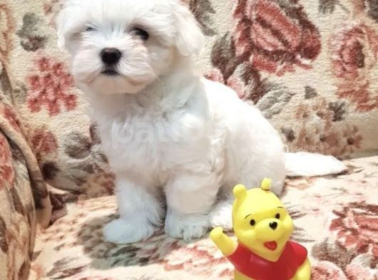 Maltese Tüy Dökmeyen Mini Boy Yavrular görsel