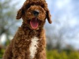 Red Brown Aşili Karneli̇ Toy Poodle Bebekler