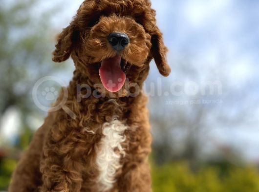 Red Brown Aşili Karneli̇ Toy Poodle Bebekler