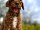 Red Brown Aşili Karneli̇ Toy Poodle Bebekler