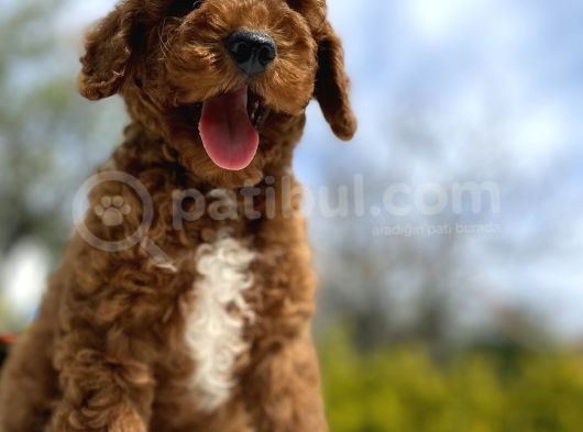 Red Brown Aşili Karneli̇ Toy Poodle Bebekler görsel