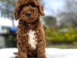 Red Brown Aşili Karneli̇ Toy Poodle Bebekler