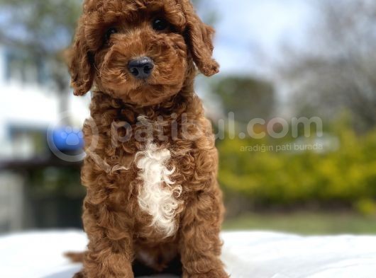 Red Brown Aşili Karneli̇ Toy Poodle Bebekler görsel