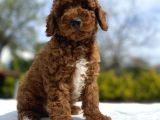 Red Brown Aşili Karneli̇ Toy Poodle Bebekler