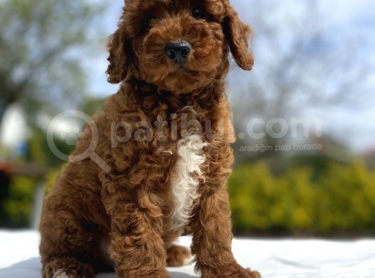 Red Brown Aşili Karneli̇ Toy Poodle Bebekler görsel