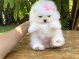 Ayı Surat Sevimli Mini Boy Pomeranian Yavrular