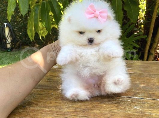 Ayı Surat Sevimli Mini Boy Pomeranian Yavrular