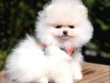 Pomeranian Boo Teddy Bear Yavrular