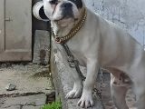 French Buldog Kayıp