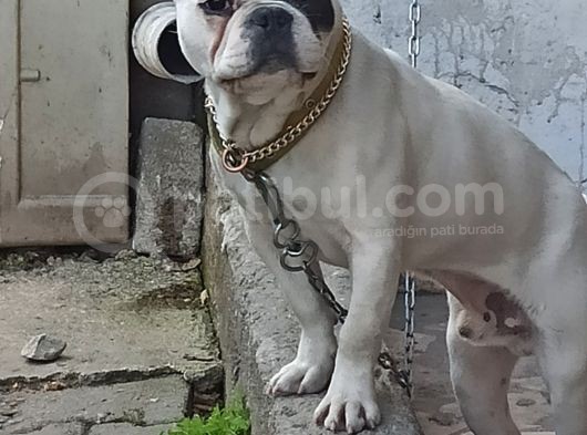 French Buldog Kayıp görsel