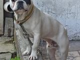 French Buldog Kayıp