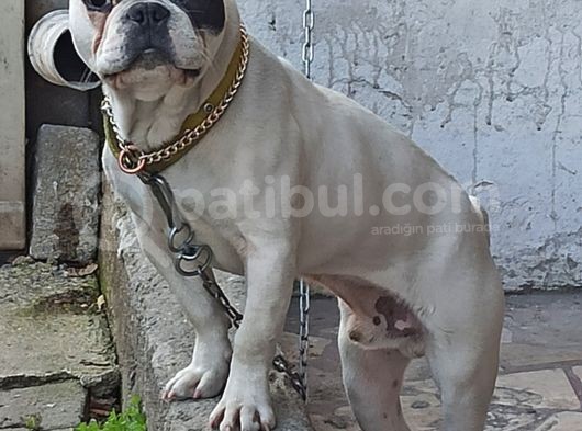 French Buldog Kayıp görsel