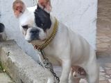 French Buldog Kayıp
