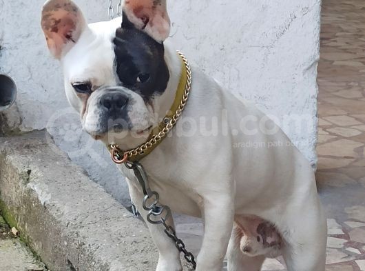 French Buldog Kayıp görsel