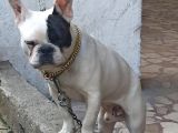 French Buldog Kayıp