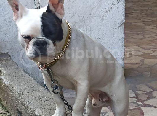 French Buldog Kayıp görsel