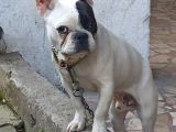 French Buldog Kayıp