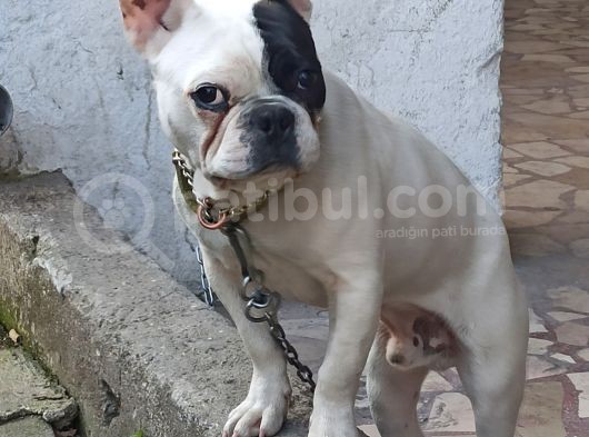 French Buldog Kayıp görsel