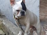 French Buldog Kayıp