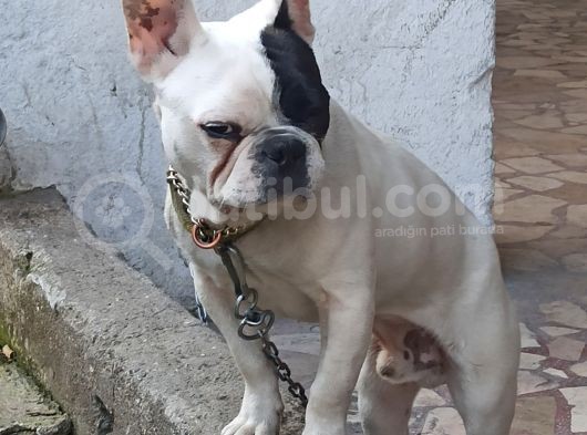 French Buldog Kayıp görsel