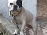 French Buldog Kayıp