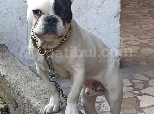 French Buldog Kayıp