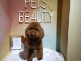 Dişi 1 Yaşında Minyatür Poodle Red