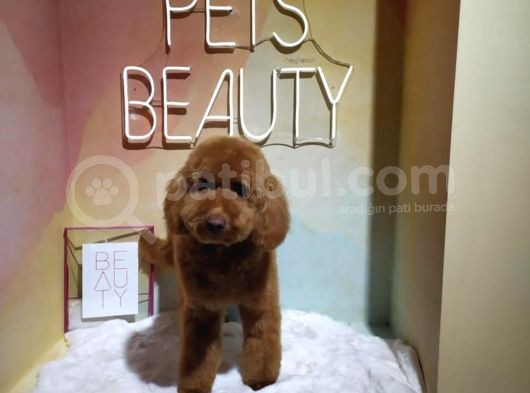 Dişi 1 Yaşında Minyatür Poodle Red görsel