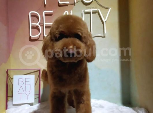 Dişi 1 Yaşında Minyatür Poodle Red