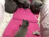Bri̇ti̇sh Shorthai̇r Safkan Kendi̇ Ev Kedi̇mi̇zi̇n Yavrularimız