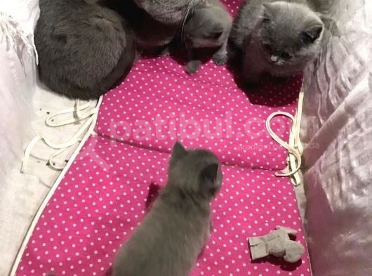 Bri̇ti̇sh Shorthai̇r Safkan Kendi̇ Ev Kedi̇mi̇zi̇n Yavrularimız görsel