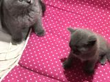 Bri̇ti̇sh Shorthai̇r Safkan Kendi̇ Ev Kedi̇mi̇zi̇n Yavrularimız