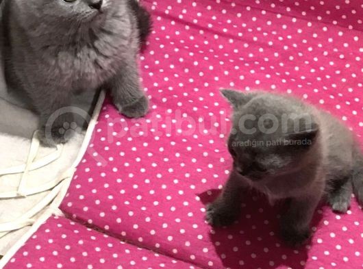Bri̇ti̇sh Shorthai̇r Safkan Kendi̇ Ev Kedi̇mi̇zi̇n Yavrularimız görsel
