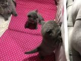 Bri̇ti̇sh Shorthai̇r Safkan Kendi̇ Ev Kedi̇mi̇zi̇n Yavrularimız