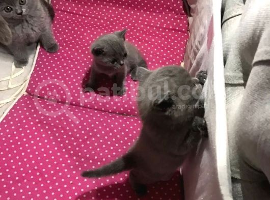 Bri̇ti̇sh Shorthai̇r Safkan Kendi̇ Ev Kedi̇mi̇zi̇n Yavrularimız görsel