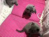 Bri̇ti̇sh Shorthai̇r Safkan Kendi̇ Ev Kedi̇mi̇zi̇n Yavrularimız