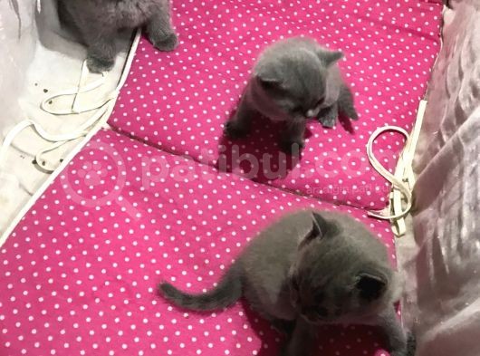 Bri̇ti̇sh Shorthai̇r Safkan Kendi̇ Ev Kedi̇mi̇zi̇n Yavrularimız görsel