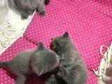 Bri̇ti̇sh Shorthai̇r Safkan Kendi̇ Ev Kedi̇mi̇zi̇n Yavrularimız