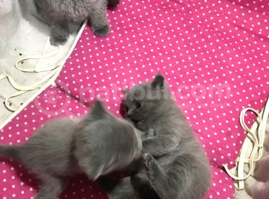 Bri̇ti̇sh Shorthai̇r Safkan Kendi̇ Ev Kedi̇mi̇zi̇n Yavrularimız görsel