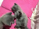 Bri̇ti̇sh Shorthai̇r Safkan Kendi̇ Ev Kedi̇mi̇zi̇n Yavrularimız