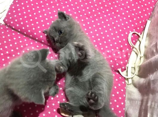 Bri̇ti̇sh Shorthai̇r Safkan Kendi̇ Ev Kedi̇mi̇zi̇n Yavrularimız görsel
