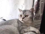 British Shorthair Silver - Dişi