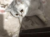 British Shorthair Silver - Dişi