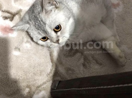 British Shorthair Silver - Dişi görsel