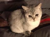 British Shorthair Silver - Dişi