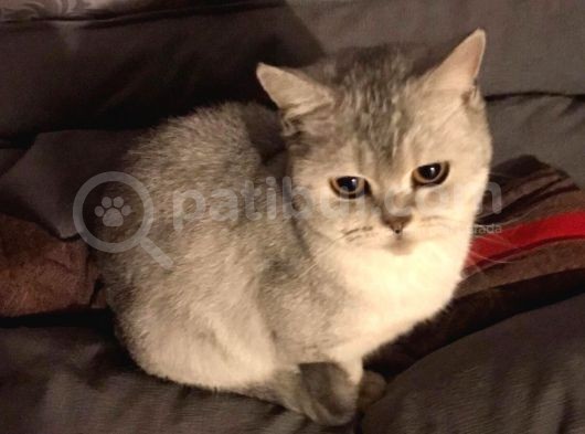 British Shorthair Silver - Dişi görsel