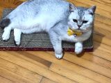 British Shorthair Silver - Dişi
