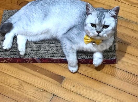 British Shorthair Silver - Dişi görsel