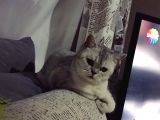 British Shorthair Silver - Dişi