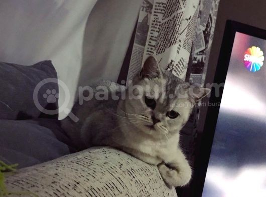 British Shorthair Silver - Dişi görsel